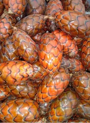 Raffia Palm Fruit