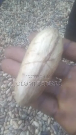Raffia Palm Fruit