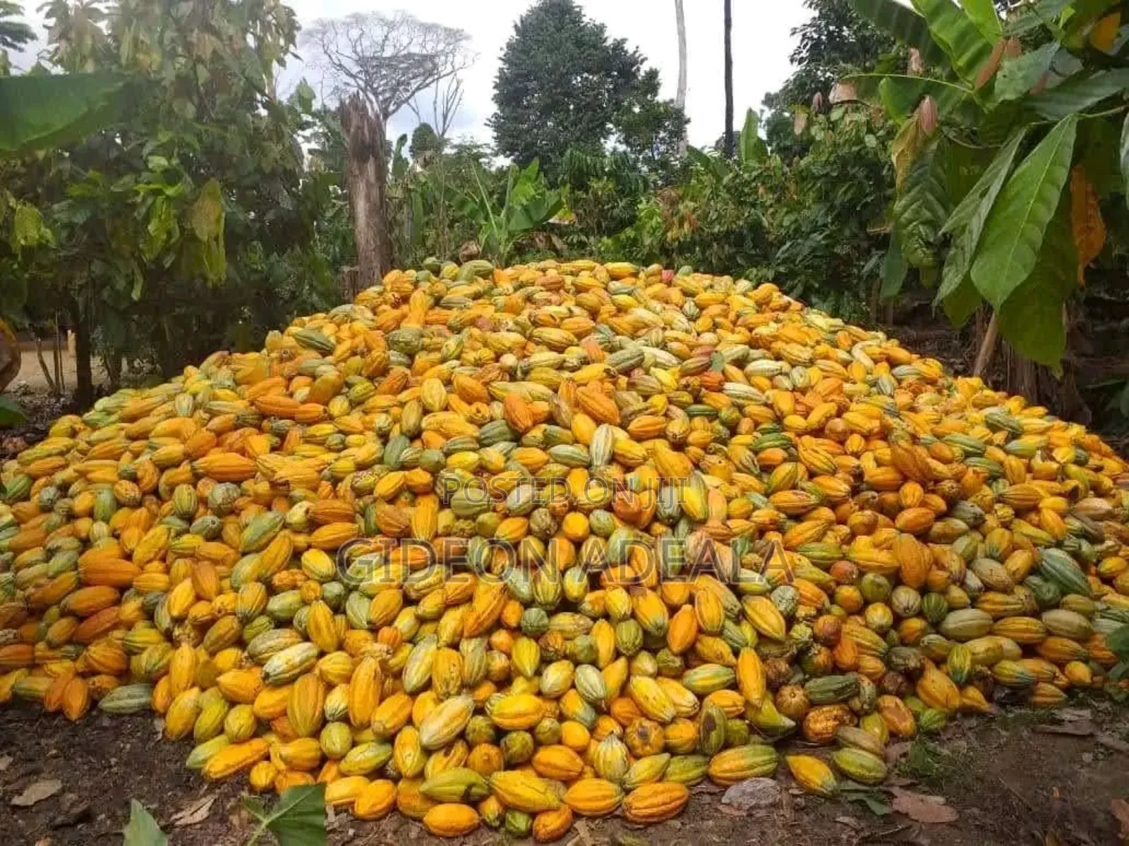 Coco Seedlings