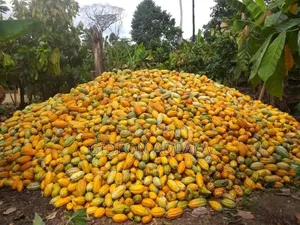 Coco Seedlings