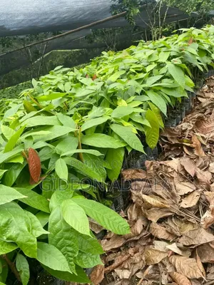 Coco Seedlings