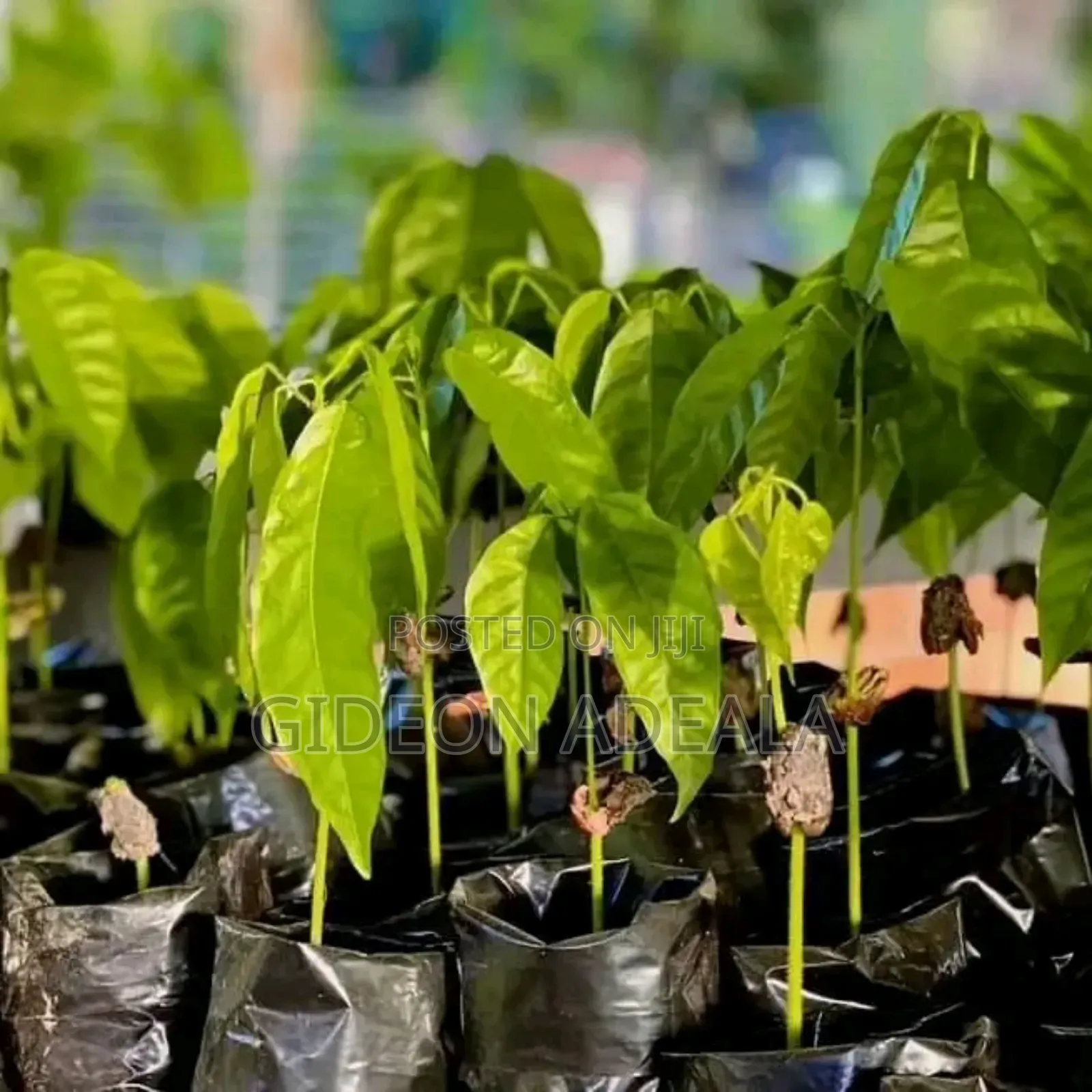 Coco Seedlings