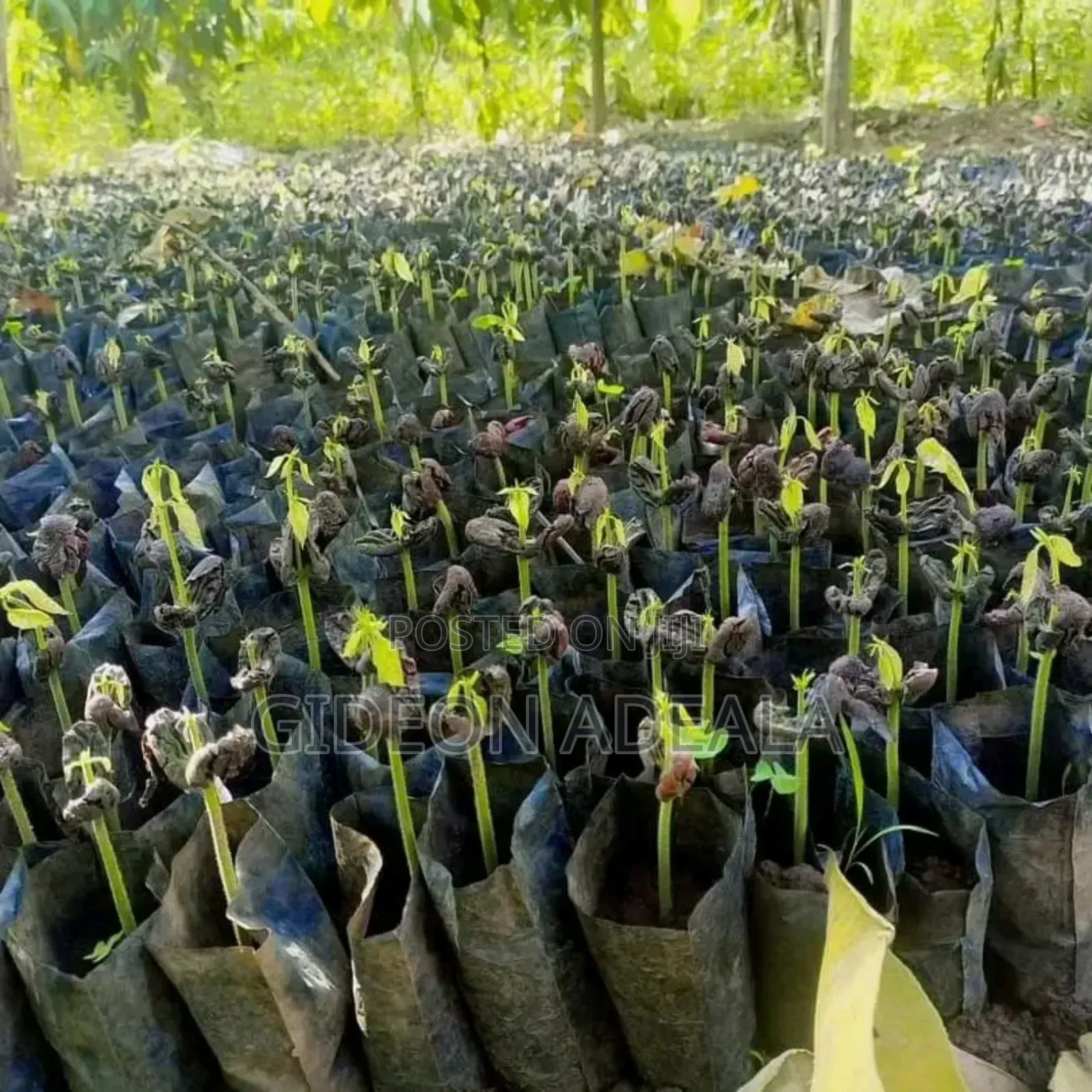 Coco Seedlings