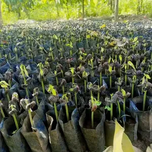 Coco Seedlings