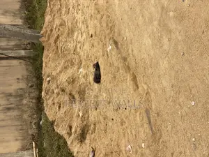 Sharp Sand