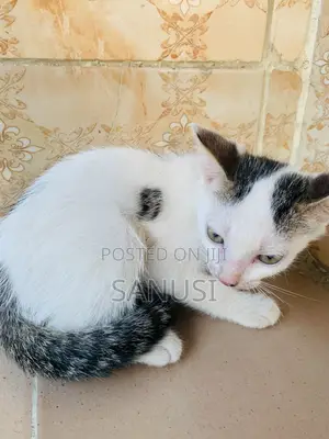 3-6 months Female Mixed Breed American Shorthair