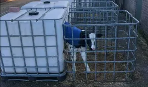 IBC Tanks Calf Pen