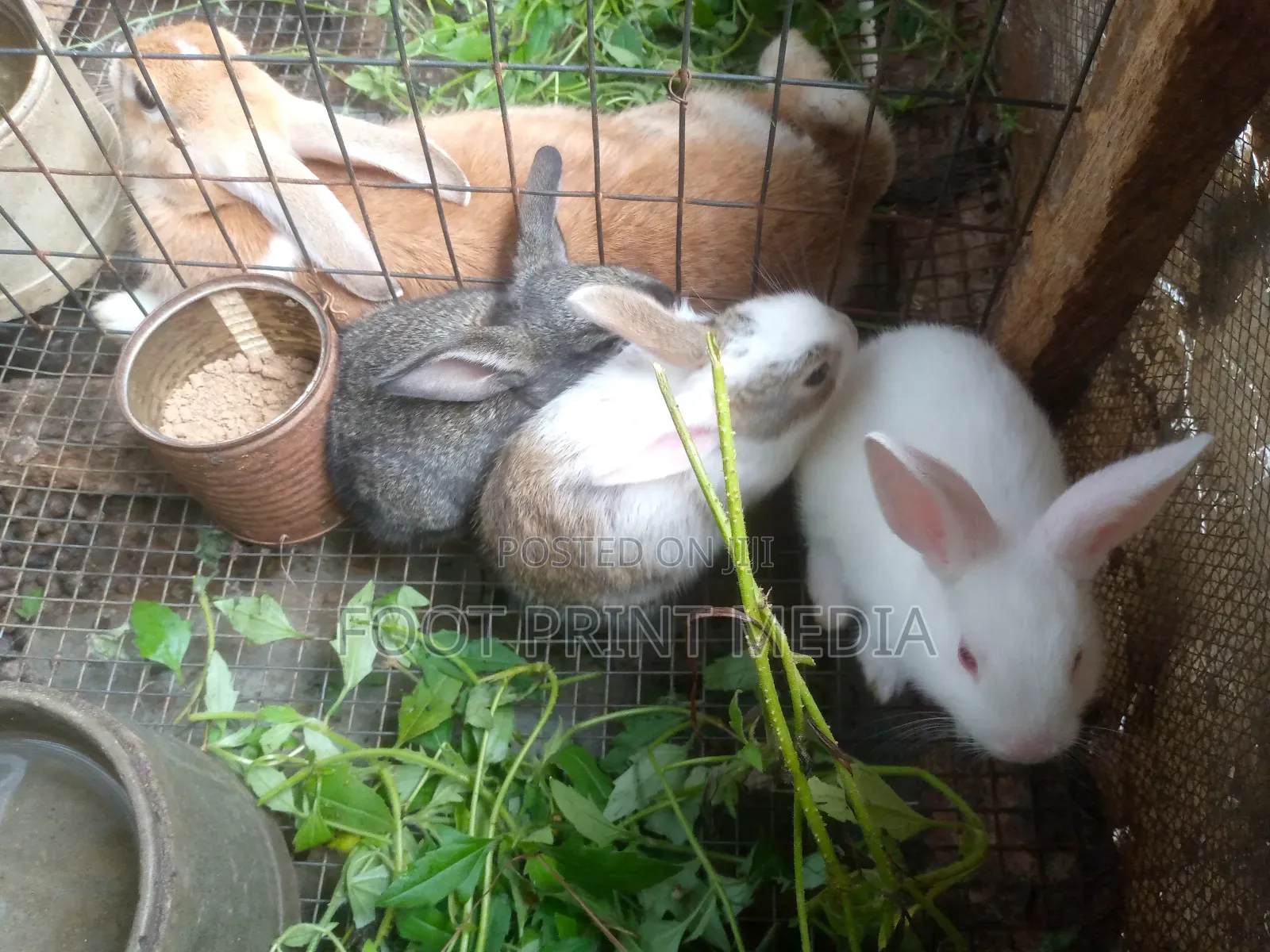 Weaners Rabbits