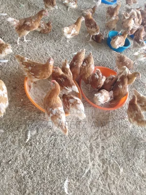 Bird's Point of Cage