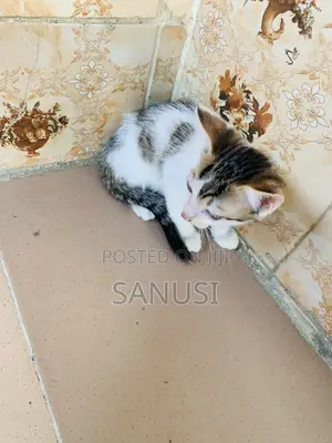 3-6 months Female Mixed Breed American Shorthair