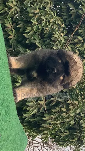 1-3 months Female Purebred Caucasian Shepherd