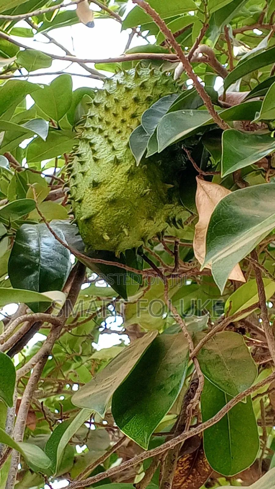 Soursop Fruit and Leaves