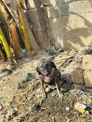 1+ year Female Purebred Caucasian Shepherd