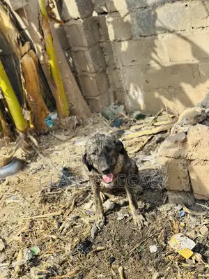 1+ year Female Purebred Caucasian Shepherd