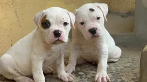 1-3 months Female Purebred American Bulldog