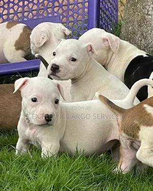 1-3 months Female Purebred American Bulldog
