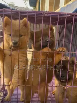 Photo - 3-6 months Female Purebred Chow Chow