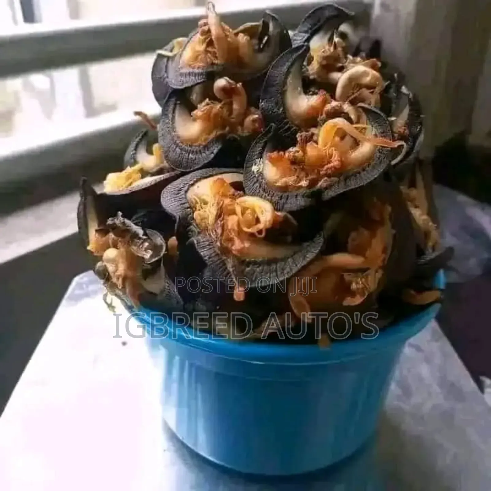 African Giant Snails