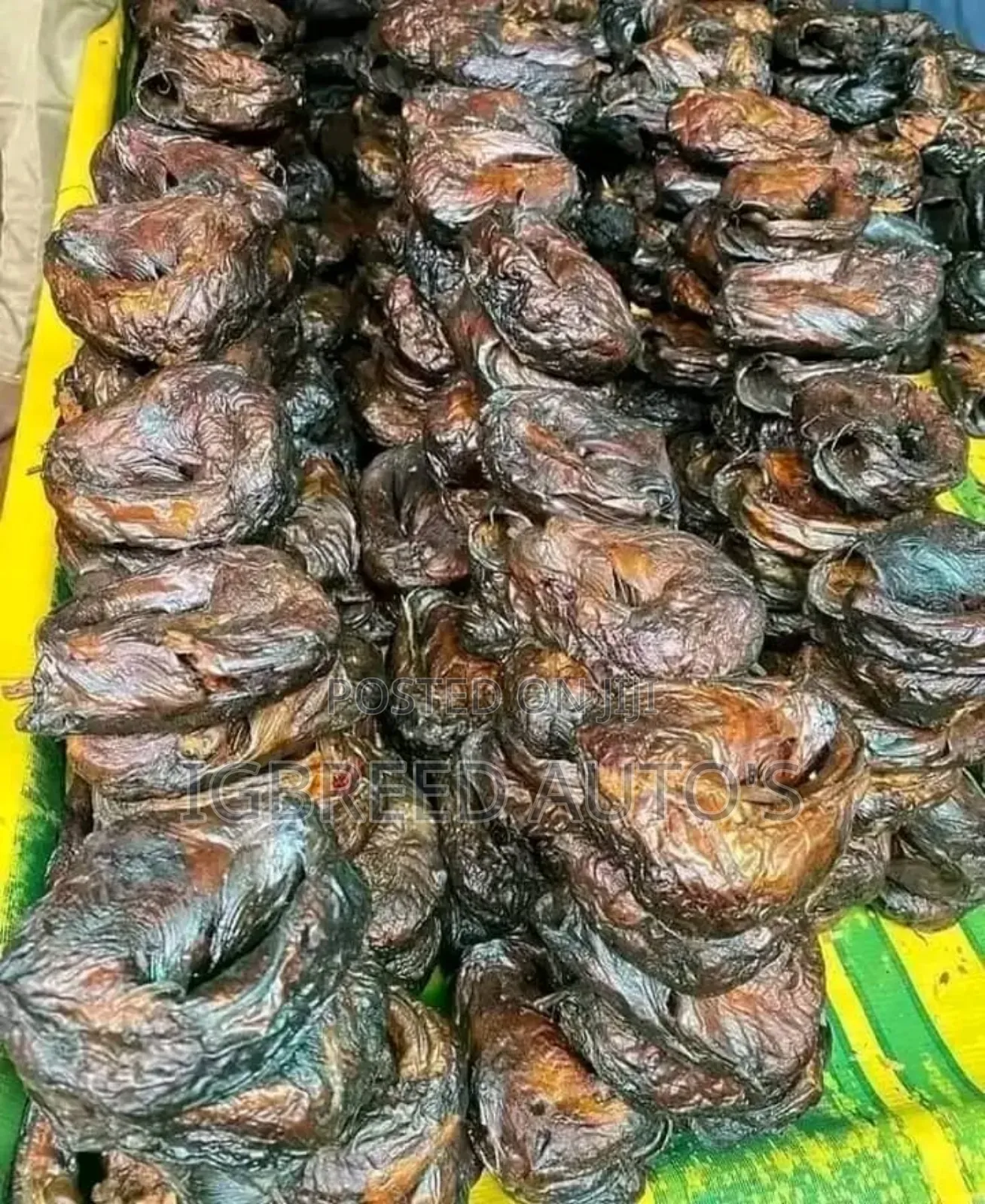 African Giant Snails