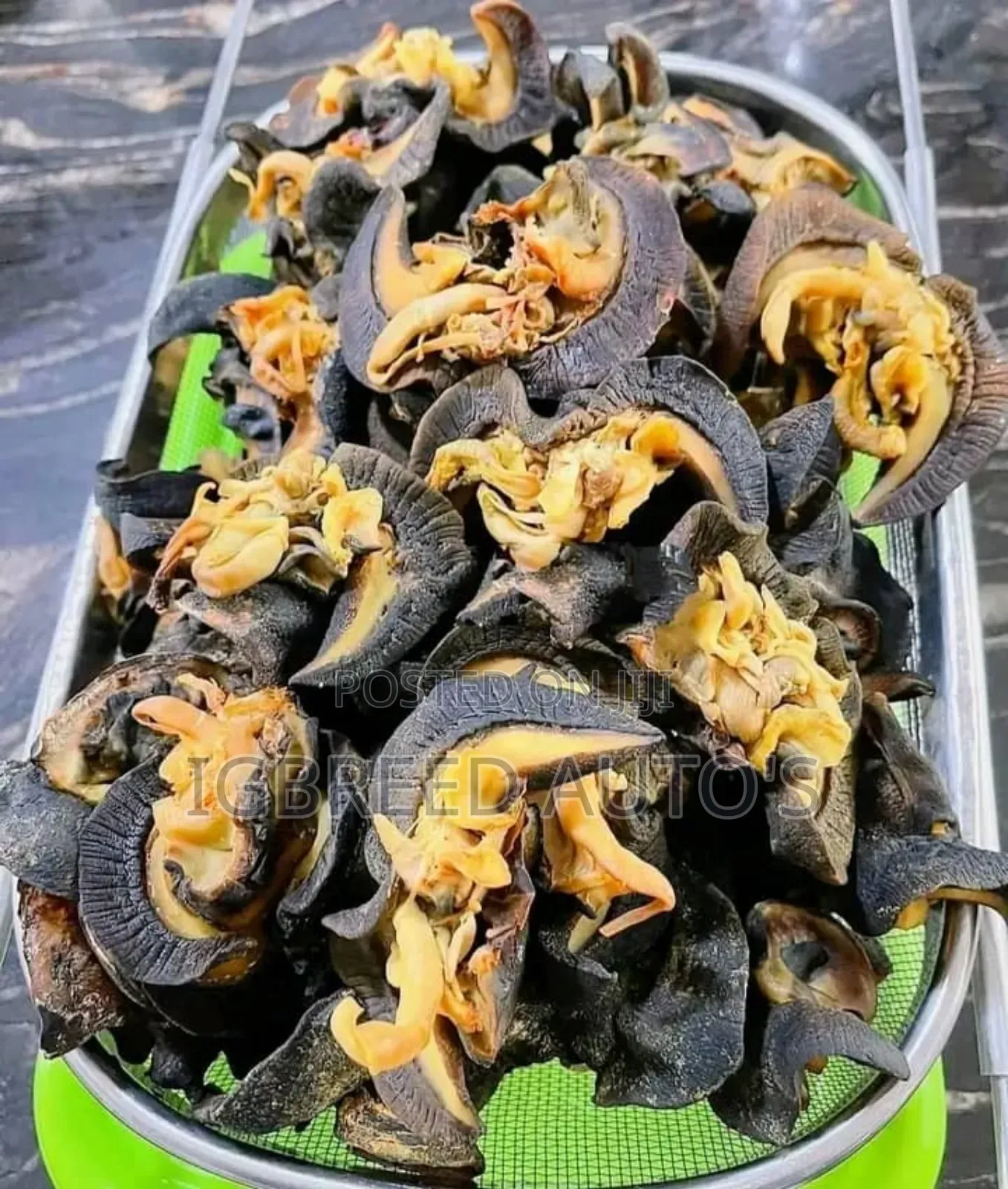 African Giant Snails