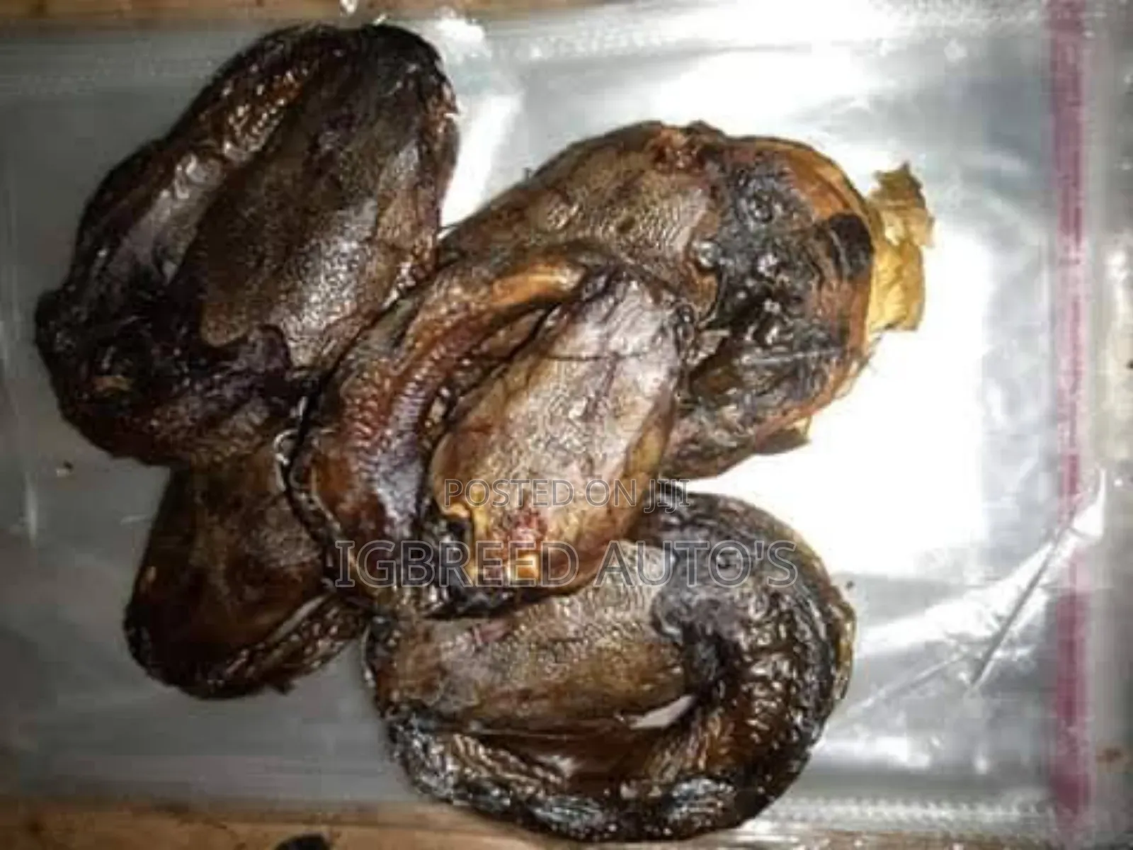 African Giant Snails