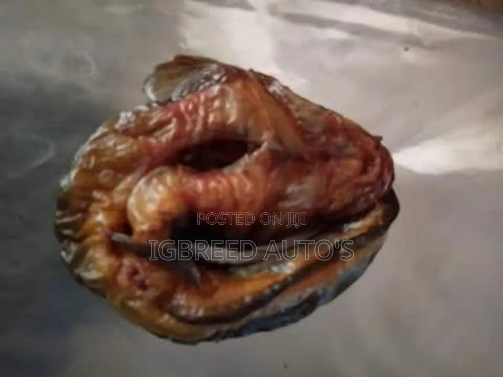 African Giant Snails