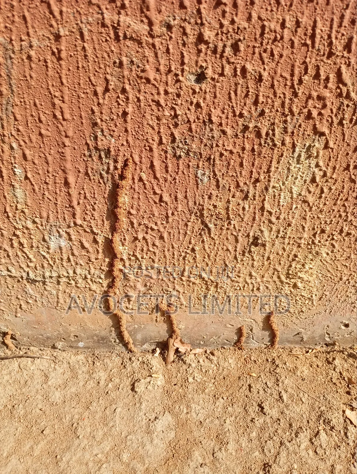 Termite (Deemark) Control.