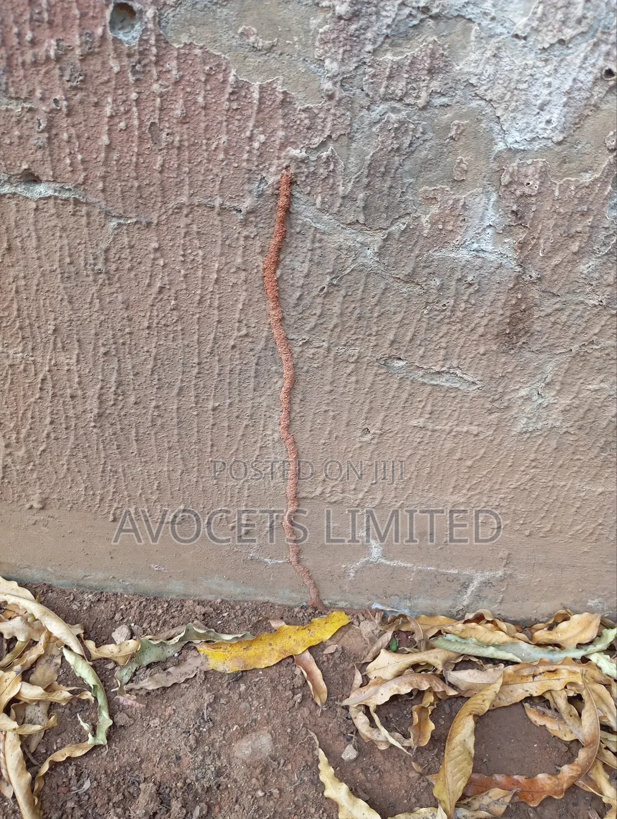 Termite (Deemark) Control.