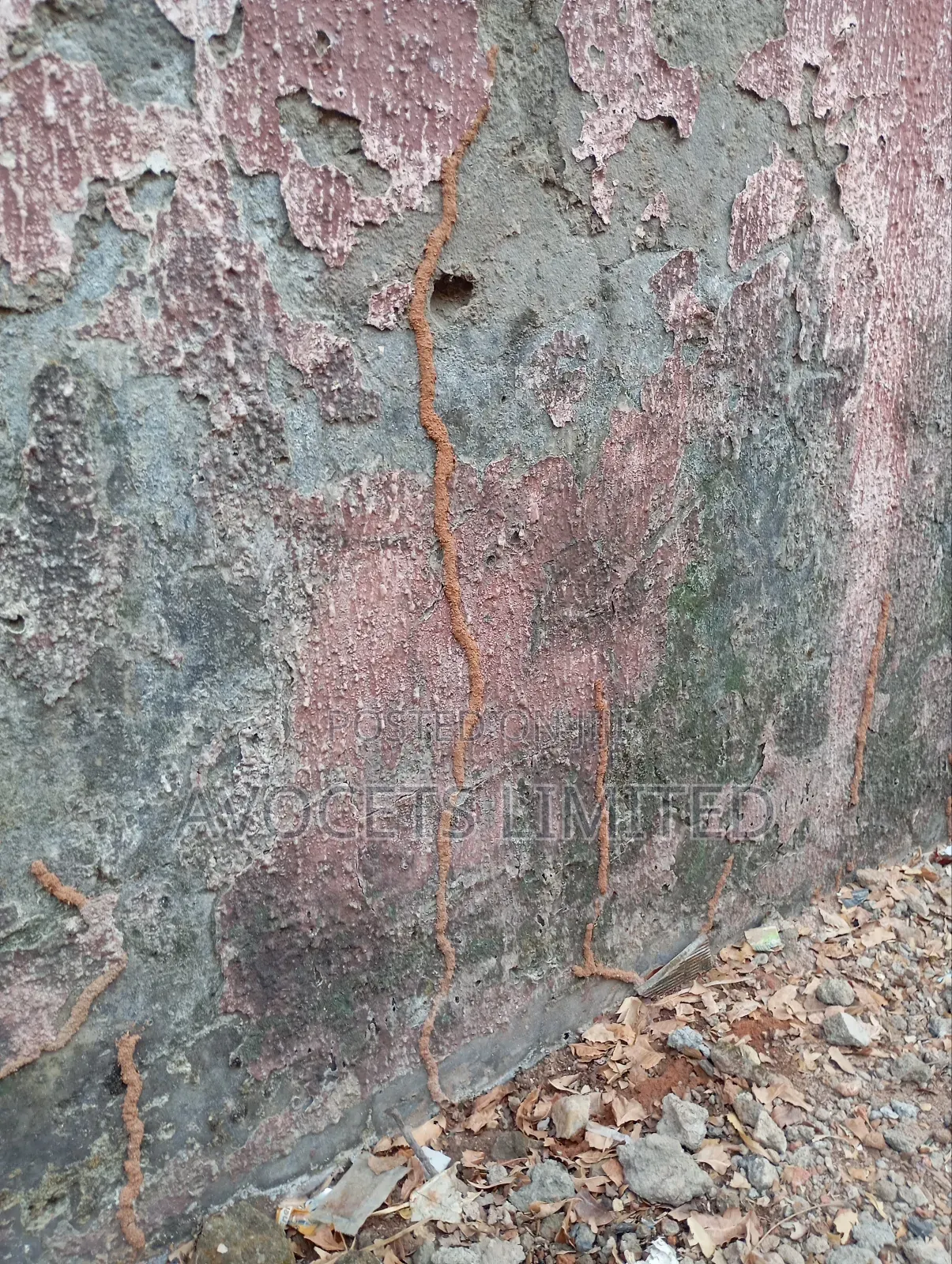 Termite (Deemark) Control.