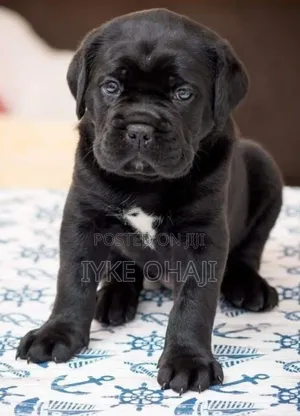 1-3 months Female Purebred Cane Corso