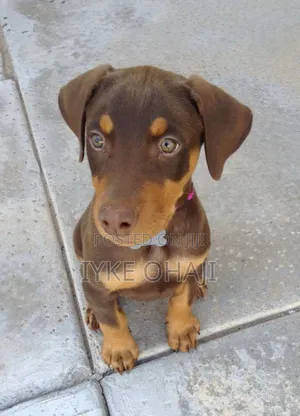 1-3 months Male Purebred Doberman Pinscher