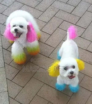 Photo - Grooming and Tinting