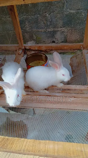Hyla Max, New Zealand White, Chinchilla Rabbits, California White
