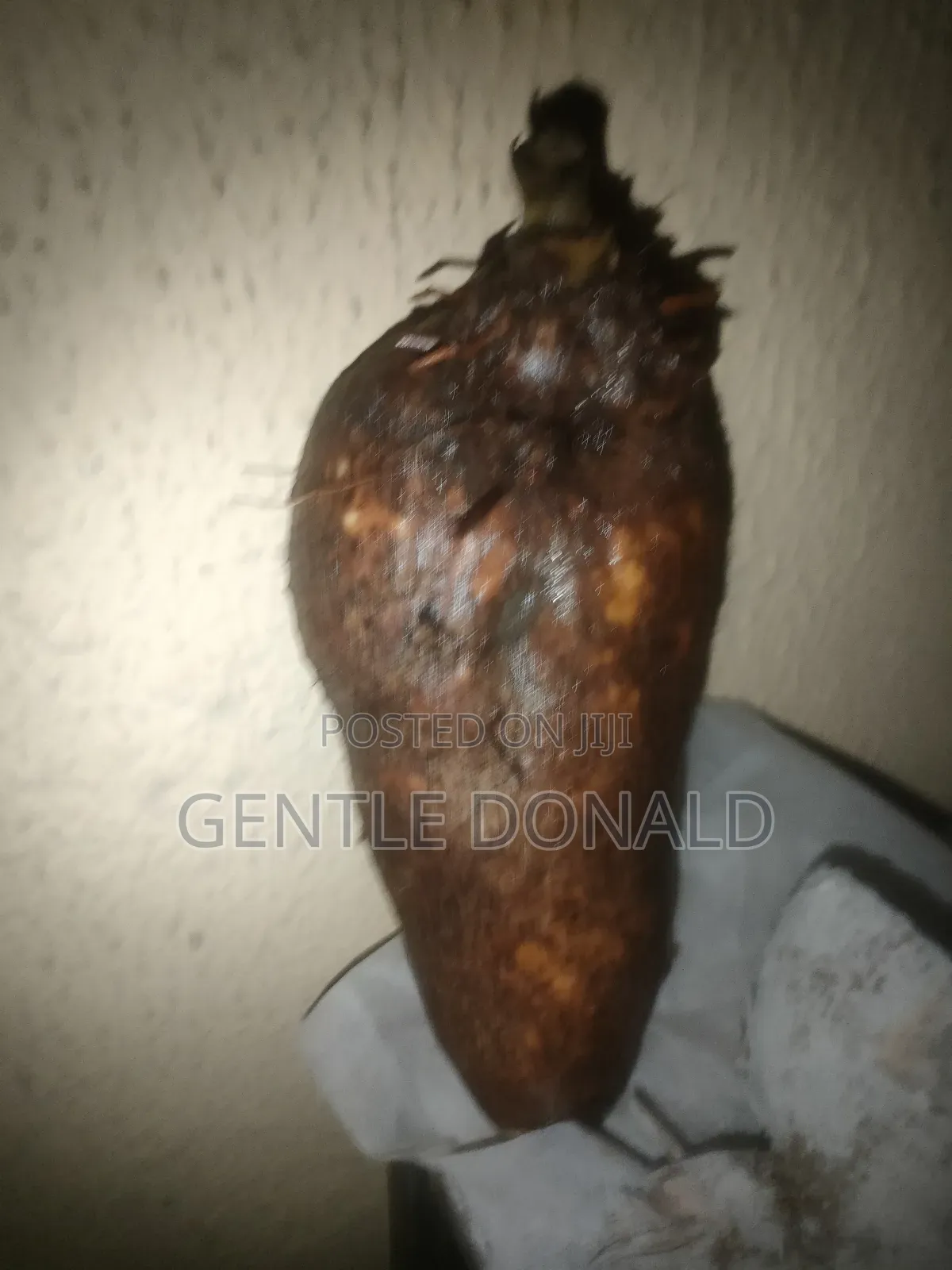 Treated Seed Yams