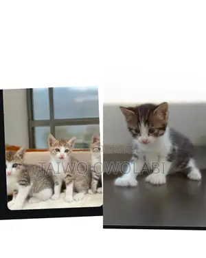 0-1 month Female Purebred Bengal