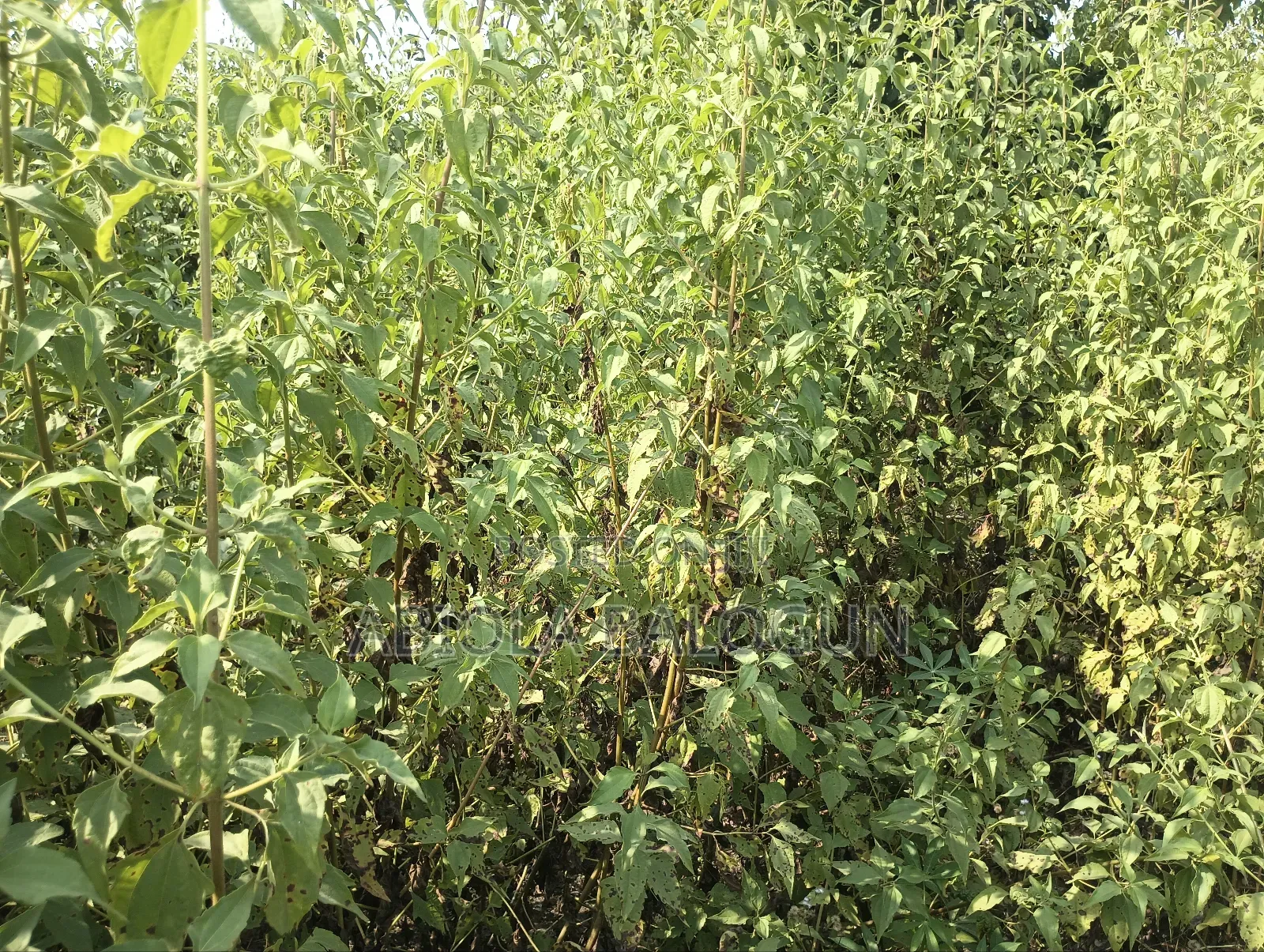 Lands for Sales in Lagos State