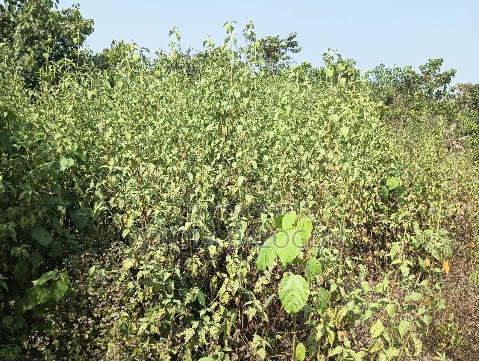 Lands for Sales in Lagos State