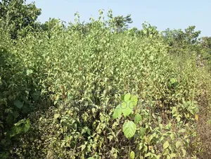 Lands for Sales in Lagos State