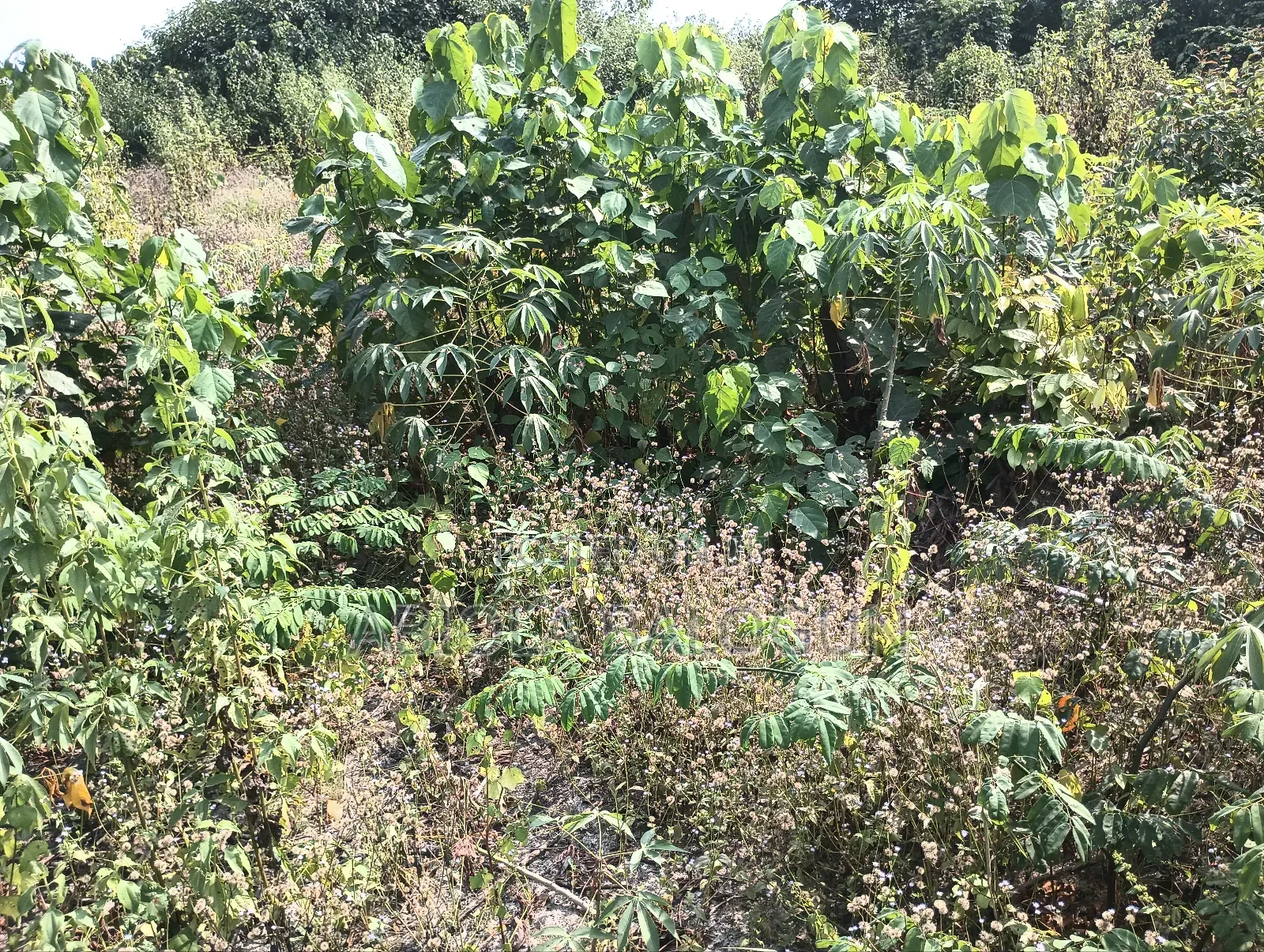 Lands for Sales in Lagos State