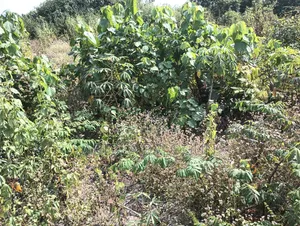 Lands for Sales in Lagos State