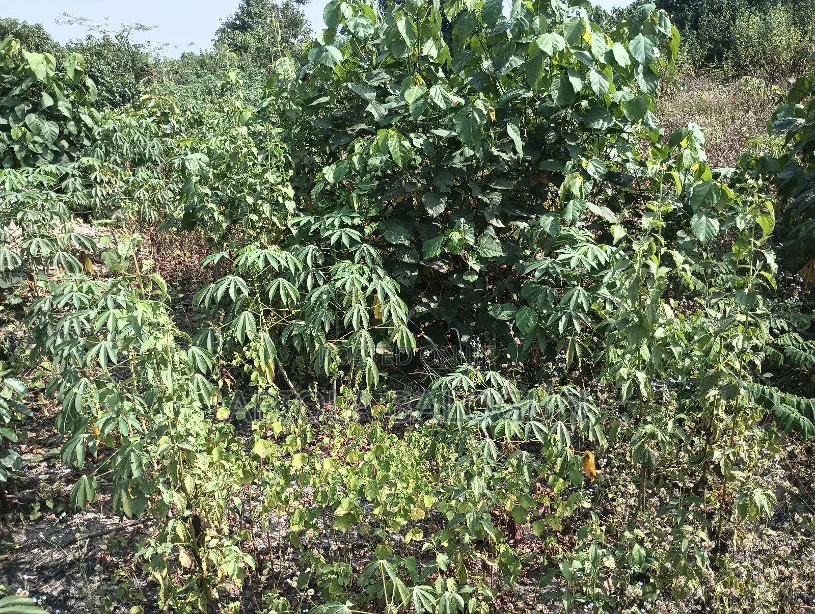 Lands for Sales in Lagos State