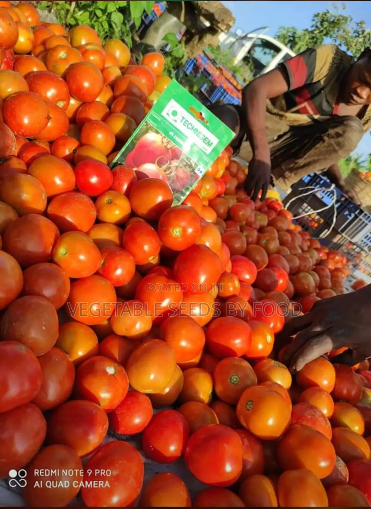 Tomato Cobra 26