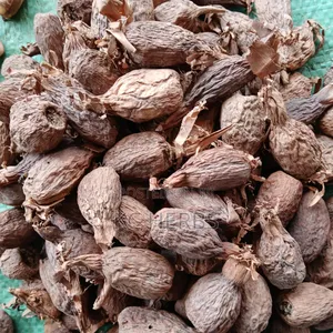 Alligator Pepper