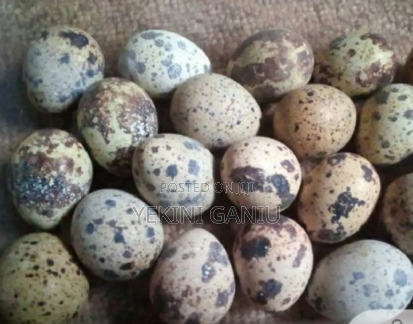 Fresh Quail Eggs
