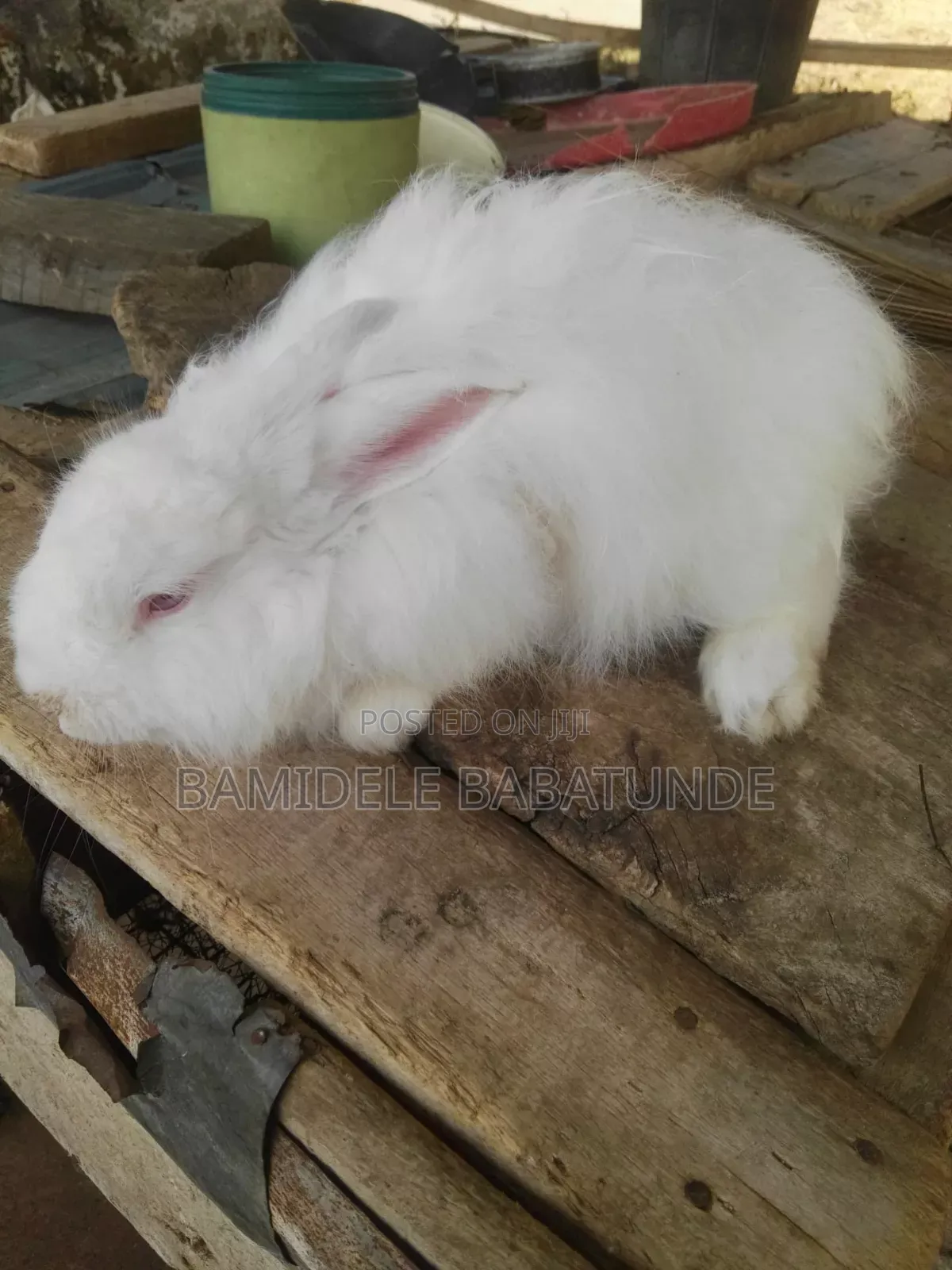 Different Breed Rabbits