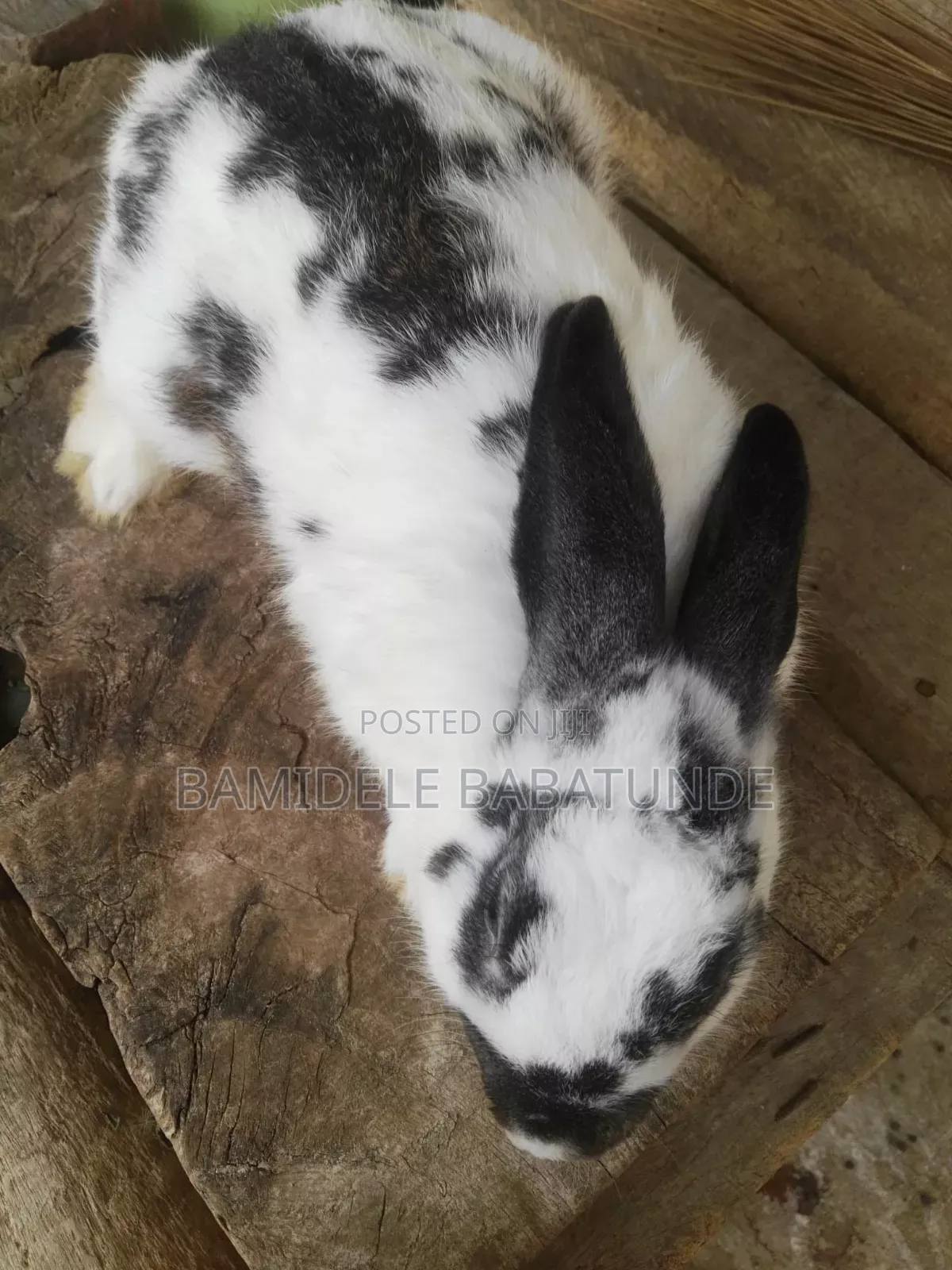 Different Breed Rabbits