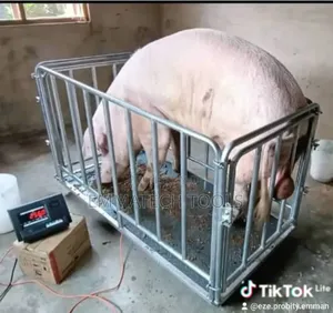 3000kg A12 Animal Scale