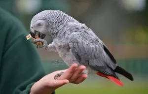 Photo - Talking Parrot