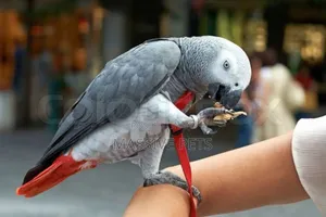 Photo - Talking Parrot