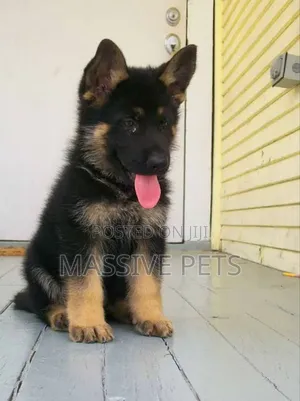 Photo - 1-3 months Male Purebred German Shepherd